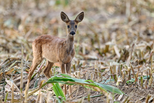 Foto roe deer fawn walking through a cornfield