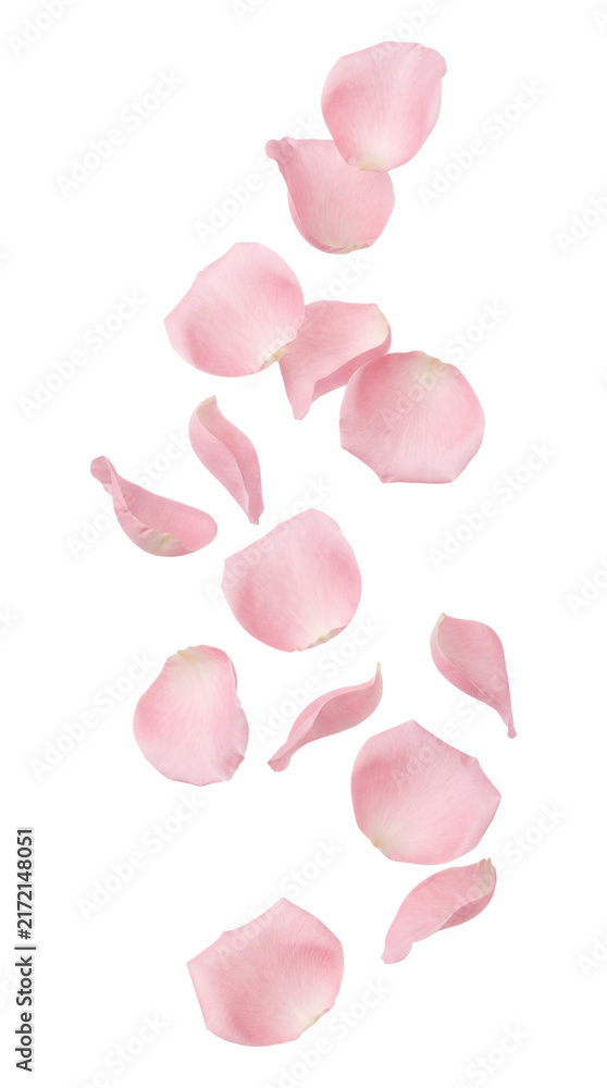 Naklejka premium Falling pink rose petals isolated on transparent background