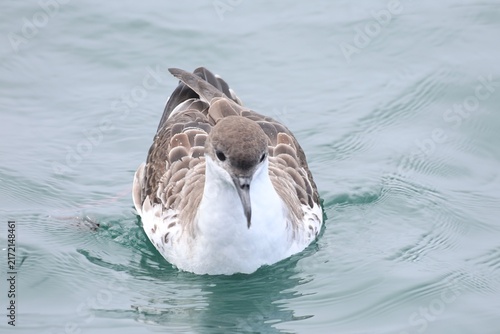 shearwater floating in the ocean 