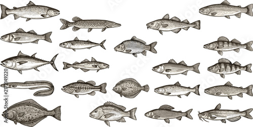 Vintage Engraved Fish Variety Vector Illustration Set Featuring Hand Drawn Seafood Types for Restaurant Menu, Fishing Shop, and Educational Marine Life Projects