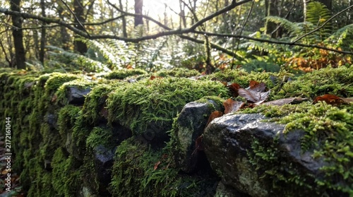 Close Up of Ancient Stone Wall Covered in Vibrant Green Moss in Woodland