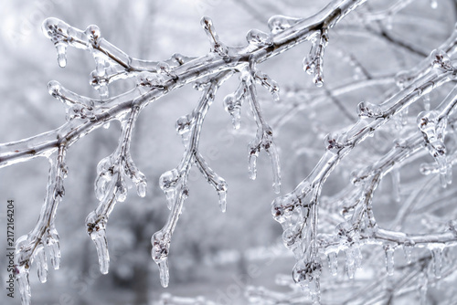 Frozen Tree Branches Covered in Pure Ice Crystals During Freezing Winter Storm