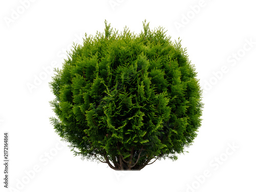 Cuadro en lienzo Lush Green Topiary Shrub Isolated Against Transparent Background For Decoration