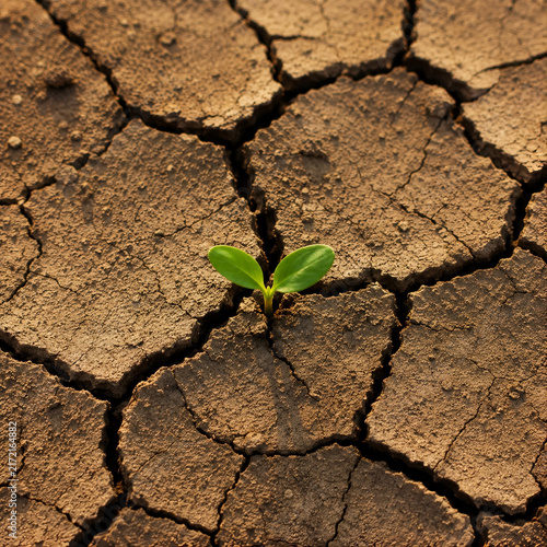 Small Green Plant Growing Growing Out of Dry Cracked Earth, Hope and Resilience Concept