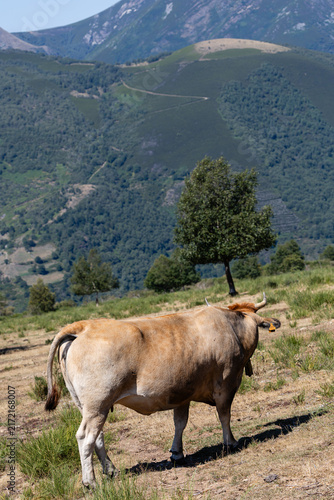 Cows in the port of Leitariegos in Asturias, Spain, during the month of August 2026