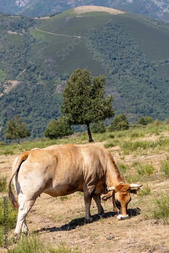 Cows in the port of Leitariegos in Asturias, Spain, during the month of August 2026