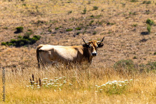 Cows in the port of Leitariegos in Asturias, Spain, during the month of August 2026