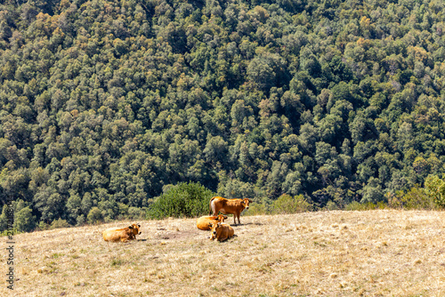 Cows in the port of Leitariegos in Asturias, Spain, during the month of August 2026