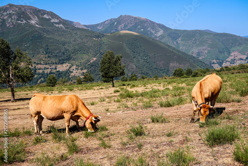 Cows in the port of Leitariegos in Asturias, Spain, during the month of August 2026