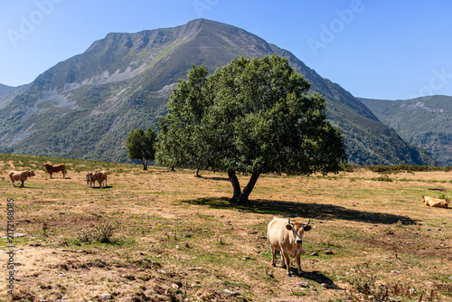 Cows in the port of Leitariegos in Asturias, Spain, during the month of August 2026