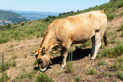 Cows in the port of Leitariegos in Asturias, Spain, during the month of August 2026