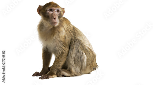 Canvastavla Barbary macaque monkey sitting attentively, isolated on transparent background