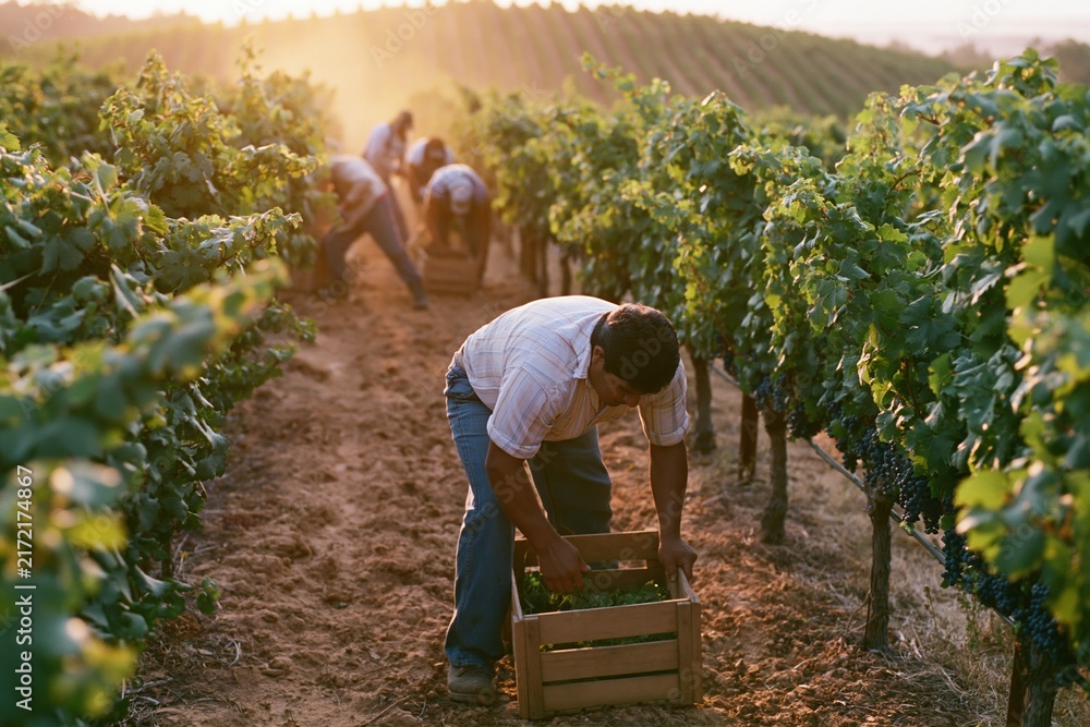 Naklejka premium The Harvest in the Vineyard at Sunset with Working Hands