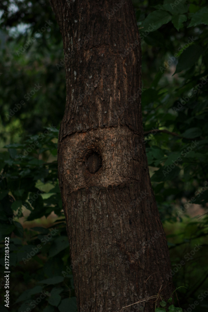 Obraz premium Close Up of a Tree Trunk with Natural Hollow Mark Surrounded by Green Forest Foliage