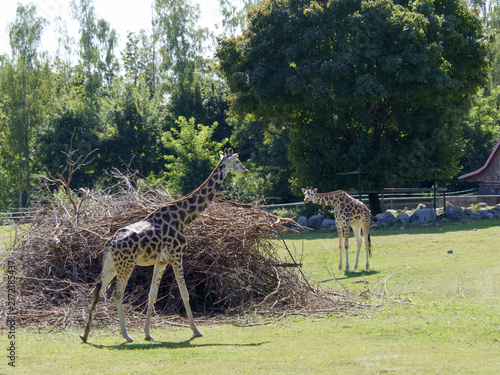 Photography Giraffes walking near a pile of branches in a green field on a sunny day