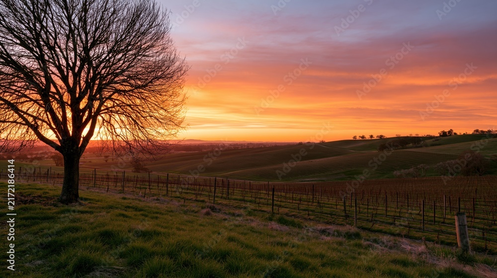 Fototapeta premium The Tree at Sunset Over Rolling Farmlands and Framing Fence Lines