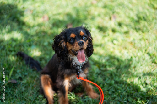 Cavalier king charles spaniel looking up. Happy dog sitting on the grass with a bright leash and a playful expression
