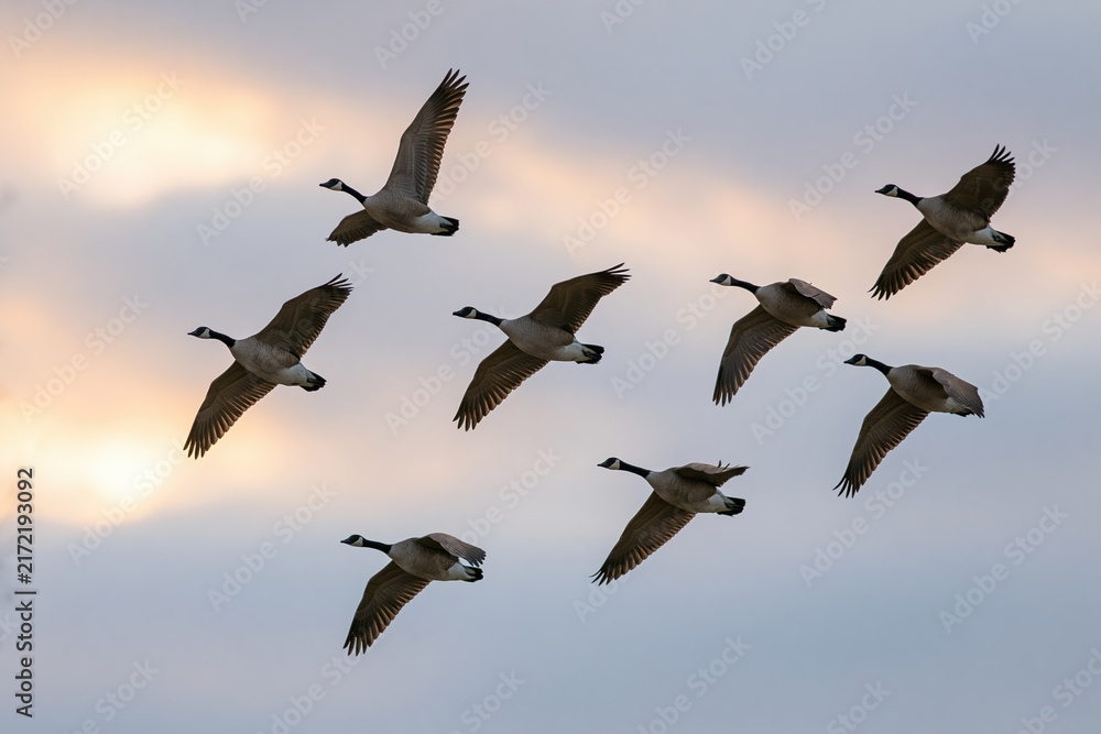 Obraz premium The Geese in Flight Across a Soft Sunset Sky Over Quiet Clouds