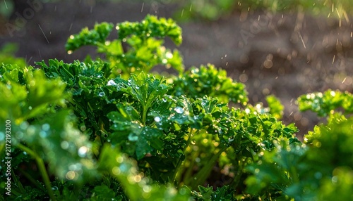 Fresh Green Parsley Leaves in Natural Garden Light.