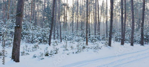 Winter pine forest with sunlight rays through snowy trees