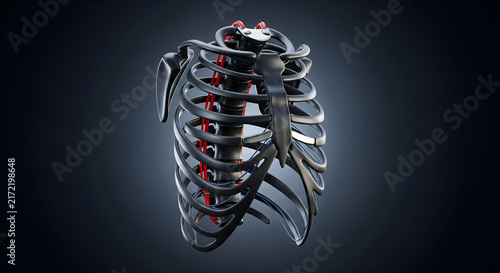 3D digital illustration of human rib cage skeleton anatomy against dark background