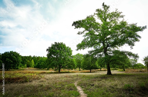 Wahner Heide nature reserve near Troisdorf, Germany. A former military training area now transformed into a diverse heathland