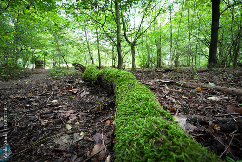 Wahner Heide nature reserve near Troisdorf, Germany. A former military training area now transformed into a diverse heathland