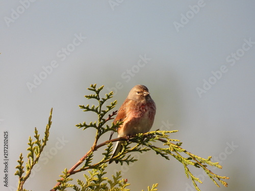Принти на полотні Small brown songbird perched on a conifer branch with large copy space