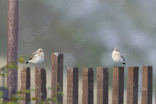 Konstfotografi Oenanthe oenanthe - Two Northern Wheatears Perched on Wooden Picket Fence