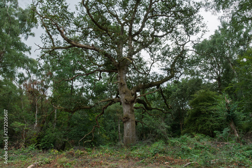 tree in the forest