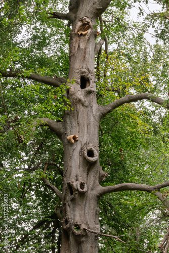 trunk of a tree