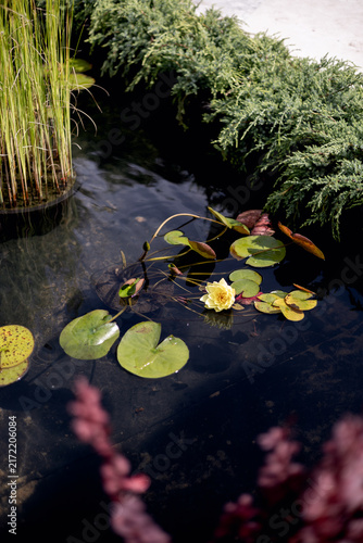 A lemon water lily blooms in a man-made pond. Landscape architecture. Vertical photo.