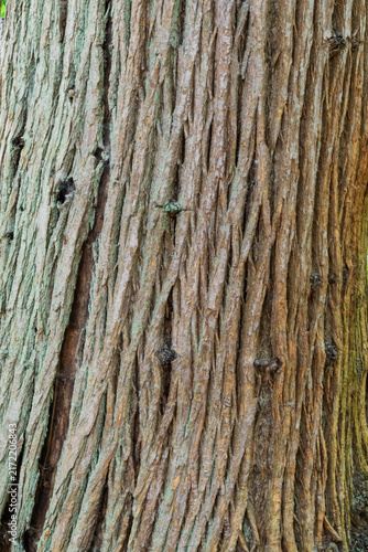 tree bark texture