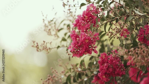 Vibrant Pink Crepe Myrtle Flowers Blooming on a Summer Tree