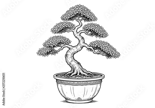 vector illustration of a bonsai tree