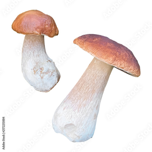 Two wild porcini mushrooms isolated on transparent background, cut out, PNG. Boletus Edulis