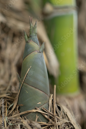 Принти на полотні Close up of a young bamboo shoot rising from mulch and fallen leaves near mature stalks in tropical setting, showing natural regeneration, sustainable harvesting potential and fresh botanical growth