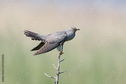 Foto Common Cuckoo perching upright on a vertical branch tip with tail slightly raised