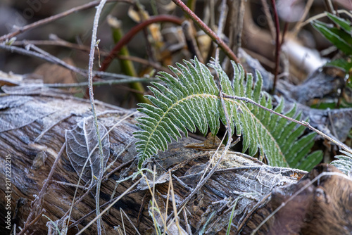 Cuadro en lienzo Delicate frost crystals adorn a fern frond and fallen leaves on a log, backgroun