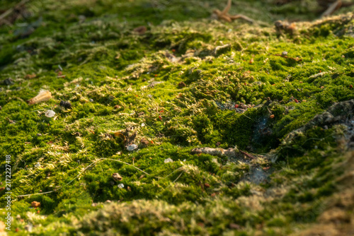 Fotografie Perspective view of a large, velvety green moss patch in warm sunlight