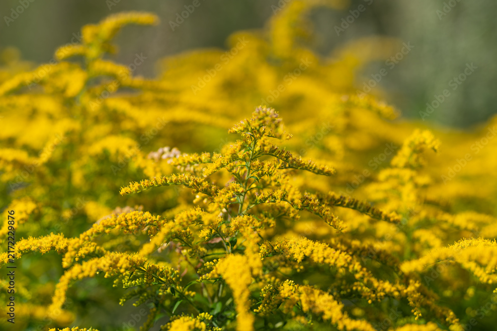 Obraz premium Blooming goldenrod brightens the landscape with golden hues on a sunny day in Canada