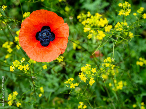 red poppy bloom close-up and yellow blossoms
