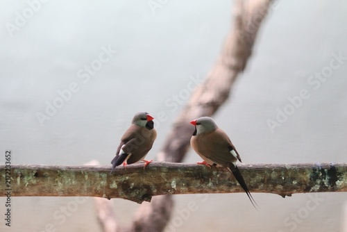 Two Colorful Finches Perched Together on a Weathered Branch in a Peaceful Natural Setting