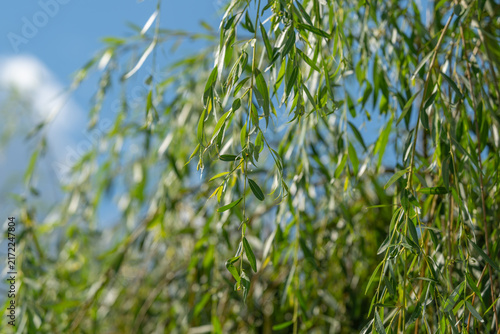 Foto Green willow branches sway gently in the breeze under a bright sunny sky casting