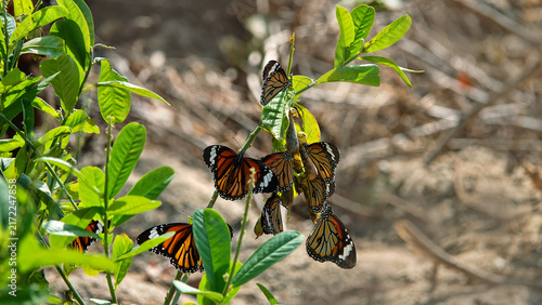 Migrating Milkweed butterfly , Monarch butterflies have accumulated on winter Hong Kong Island