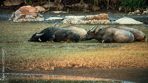 A powerful male water buffalo rests on meadow shore of lake
