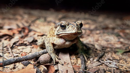 Asian common toad (Bufo melanostictus, Duttaphrynus melanostictus) in the rainforest of Hong Kong Island