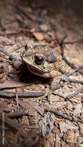 Asian common toad (Bufo melanostictus, Duttaphrynus melanostictus) in the rainforest of Hong Kong Island