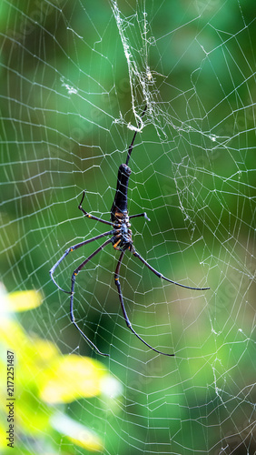 giant golden orb weaver Nephila pilipes) male on Double Haven, Hong Kong