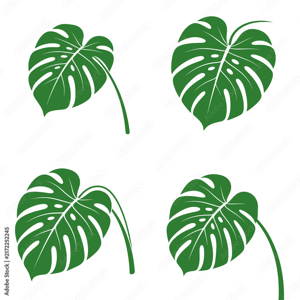Naklejka premium Monstera Leaf vector illustration featuring an iconic tropical leaf with natural splits and distinctive botanical details in a clean minimalist style. Perfect for tropical designs, botanical branding,